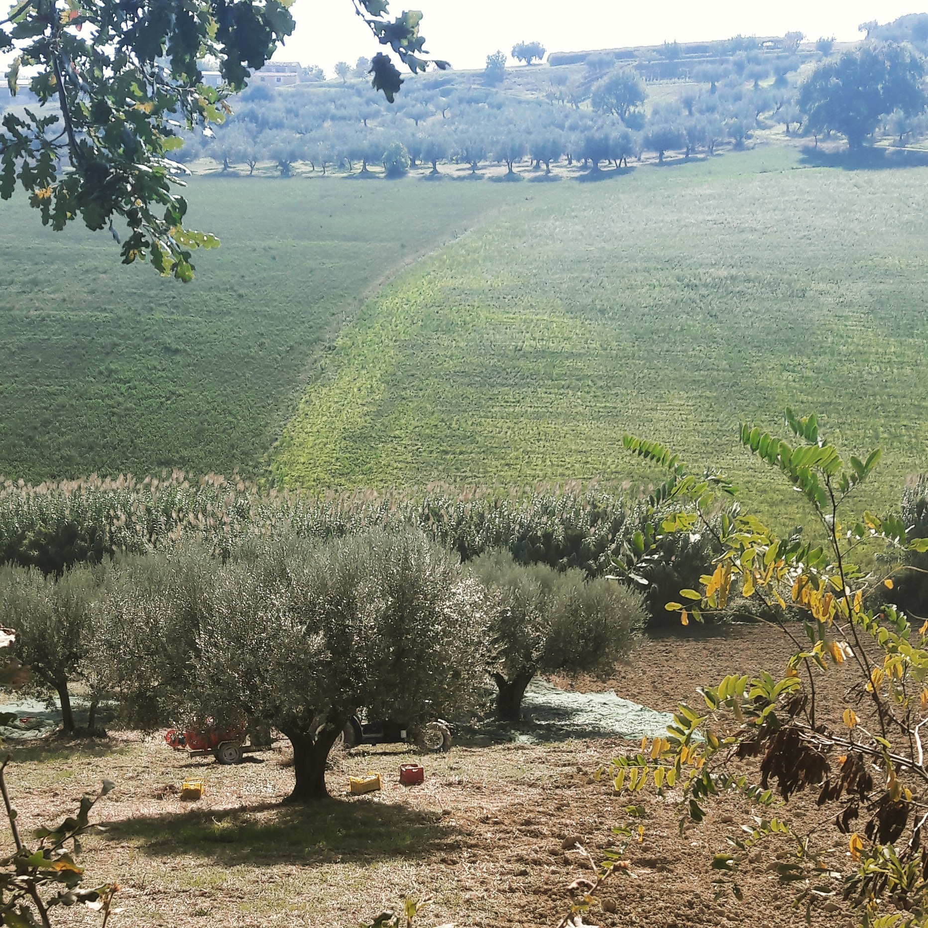 Abbiamo iniziato la raccolta delle olive 2018!