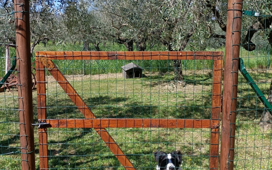 Area cani per i vostri amici a quattro  zampe